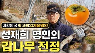 대한민국 최고농업기술명인의 감나무 전정 방법 대공개!!