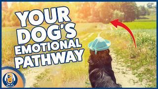 Harnessing Excitement While Training Your Dog: Understanding Arousal For Better Behavior #284