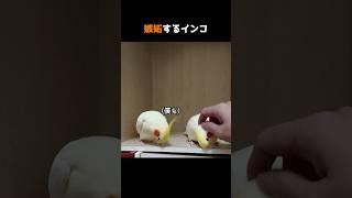 嫉妬するインコ