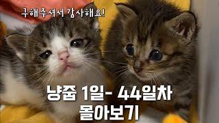 어미에게 버림 받은 아기 고양이 형제 구조 몰아보기 | 냥줍 1~44일차