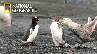 Gentoo Penguin Protecting his Baby from Giant petrel｜National Geographic