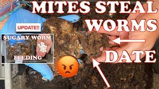 Mites Swarm Sugary Worm Feeding & What I'm Doing To Stop Them + Time Lapse | Vermicompost Worm Farm