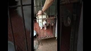 #Dog lover#
