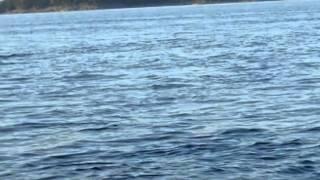 Whale Watching Excursion near Orcas Island