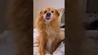 Funny wavy effect on dog trending tiktok challenge