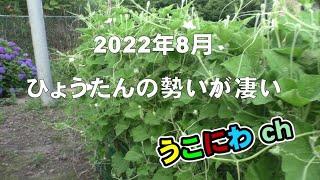 2022年8月　うこにわ　平和な日々