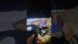 Рыбалка в Сочи, самая красивая рыбка чёрного моря! Ловим ставриду с берега на силиконовые приманки.