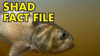 Shad: Fact File (British Wildlife Facts)