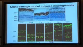 nerve regeneration