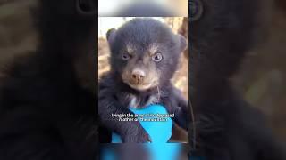 Rescuing the little bear brings unexpected joy #shortsvideo #shorts #animals #animalrescue #rescue