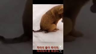 생쥐보다 쥐포가 맛있어요. .  Funny Animals  video.https://www.youtube.com/watch?v=SojCZgV0bqY