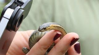 Snake Research at the Urban Ecology Center