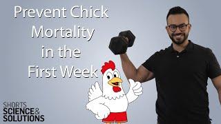 How to Prevent Chick Mortality