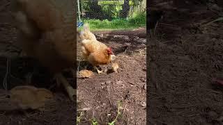 Mommas teaching the chicks how to be chickens  #chicken #chicks #homestead #babies