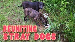 Reuniting Stray Dogs - Pregnant Female and Male