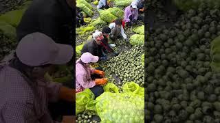 The process of walnut harvest.