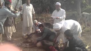 Seeds Foundation Qurbani Project 2014