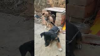 #dog #funny #shorts video