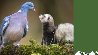 South Somerset Ferreters go pigeonshooting