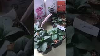 Живое удобрение от Экодачник