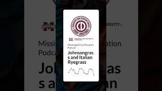 Johnsongrass and Italian Ryegrass | Mississippi Crop Situation Podcast