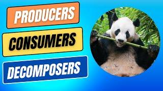 Ecosystems | What are Producers, Consumers & Decomposers? #sciencebytes