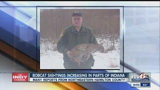Bobcat sightings up in parts of Indiana