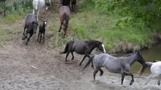 Mares Crossing The Creek At The Nokota® Horse Experience