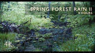 4 hours - Spring Forest Rain | Forest Rain Ambience | Bird Song | 4K Video