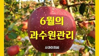 6월의 사과원 관리: 황산마그네슘, 염화칼슘, 황산가리 엽면살포 등 6월에 해야할 일 8가지