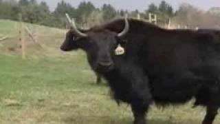 Vermont Yak Co: NECN (New England Cable News) Story