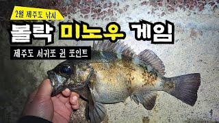 미노우로 볼락잡고! 웜으로 쏨뱅이 잡고! 제주도 볼락, 쏨뱅이 루어낚시 rockfish lure fishing