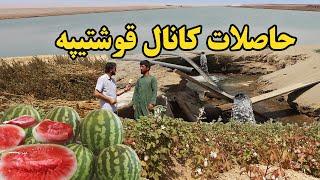 گزارش ندیم، کانال قوشتپه، حاصلات کانال قوشتیپه، زراعت کانال قوش تیپه، خربوزه، تربوز | Qoshtepa canal