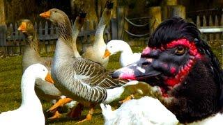 Die 10 besten Enten- und Gänserassen für Selbstversorger - Gänse Zucht, Entenrassen, Geflügel Rasse