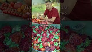 Картофель в жарком климате Дачный агроном