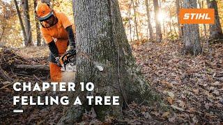 Chapter 10: Felling a Tree | STIHL Tutorial