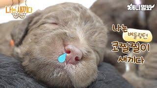 나는 태어난 지 19일된 베들링턴 테리어 새끼다 [애니멀봐 나새끼 50호]ㅣI'm 19 days old baby bedlington terrier.