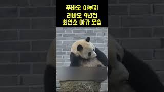 [한국농수산TV] #푸바오 아부지 러바오 최연소 아가모습 2014년12월 17일 촬영본 #아이바오 #러바오 #쌍둥이