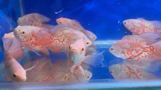 Malu Fish Expo 2024 Sri Lanka  | Borella | Visit them now till December 1 only | #fish #beta