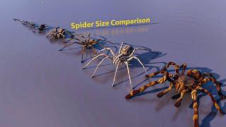 Spider size comparison