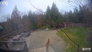 'Concerning behaviour': 100-pound cougar struts across B.C. family's deck