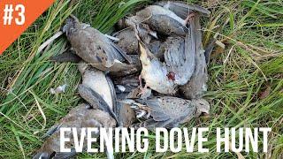 EVENING DOVE HUNT - 2020 DOVE SEASON - NEBRASKA DOVE HUNTING