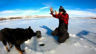 Smashing Walleye’s Ice Fishing With My Electronic Hole Warmer