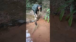 Catching fish, carter sharer, cichlid, koi, fishing, blacktiph, flair, snakehead, big fish