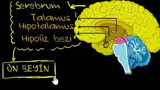 Beynin Bölümleri ve Fonksiyonları (Biyoloji)