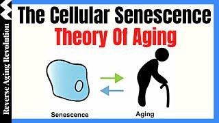 The Cellular Senescence Theory Of Aging |  Dr Darren Baker Presentation Clips