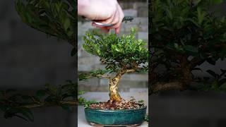 Making Bonsai from Collected Material 🪴