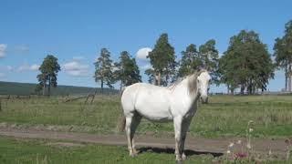 Родная сторона. Село Тирлянский. Башкортостан.