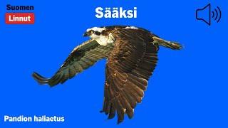 Sääksi - Pandion haliaetus - Osprey - fiskgjuse - PANHAL