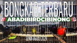 Bongkaran terbaru Banjir stok konin update burung bahan masteran Abadibirdcibinong Senin 06/05 2024